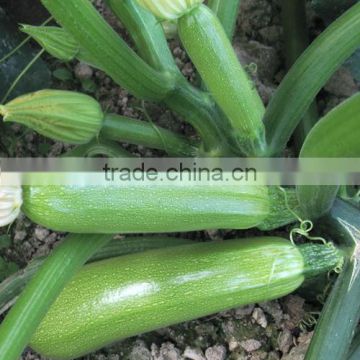 HSQ01 Jieduan green F1 hybrid squash/zucchini seeds