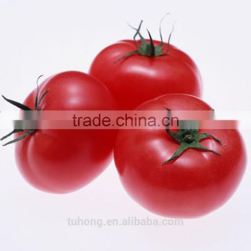 Hybrid Indeterminate Early Maturity Bright Red Tomato Seeds