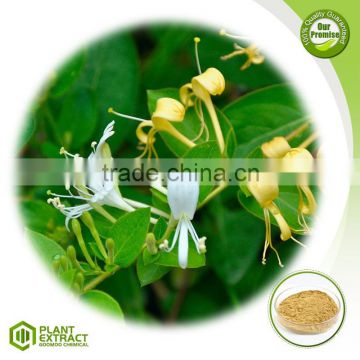 QS manufacturer supply honeysuckle flower extract caffeoylquinic acid