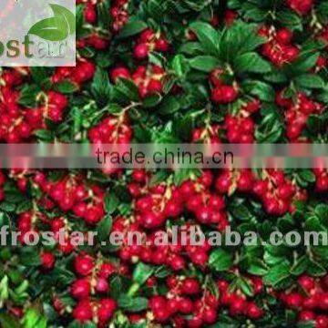 IQF Lingonberry Plants