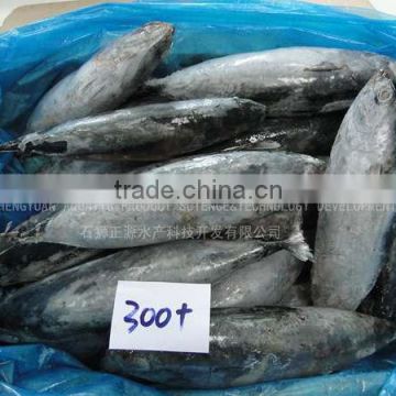 Export Best Price Frozen Bonito Fish 300+