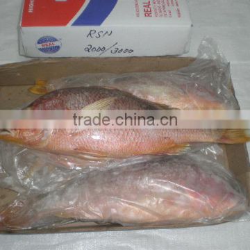 FROZEN RED SNAPPER WHOLE