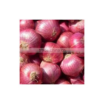 Egyptian onion
