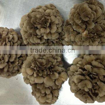 Dried Grifola Frondosa/ Maitake Mushroom