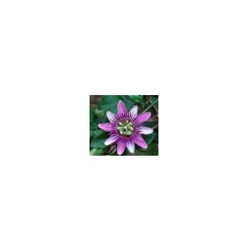 Passionflower Extract/Passiflora incarnata