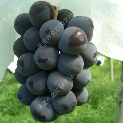 Black Emperor Grape seedlings Grape vines