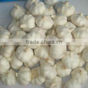 2012 Chinese white garlic