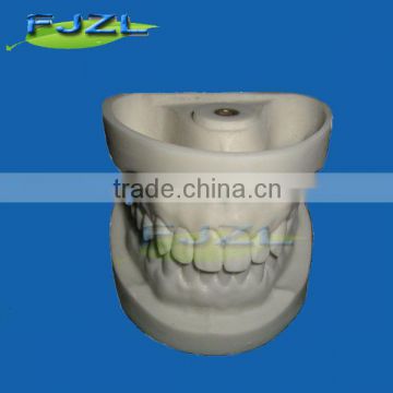 hot sale teeth and jaw model for teaching