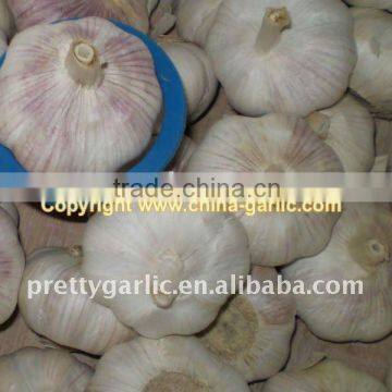 chinese fresh garlic