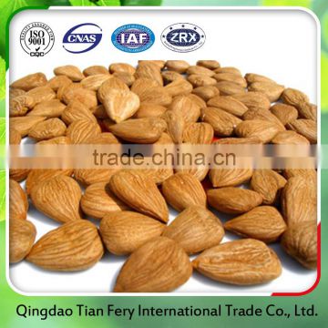 Bulk buy from China sweet apricot kernels