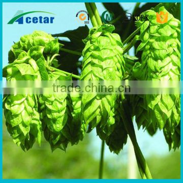Natural product food supplement Hops herb humulus lupulus extract