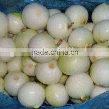 Fresh Onion Export to Japan