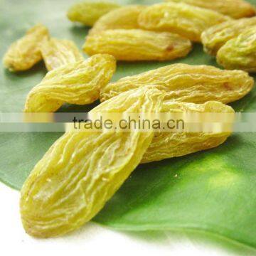 thompson seedless sultanina dried green grape