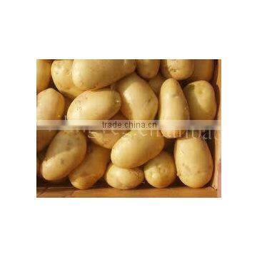 chinese farm fresh potato