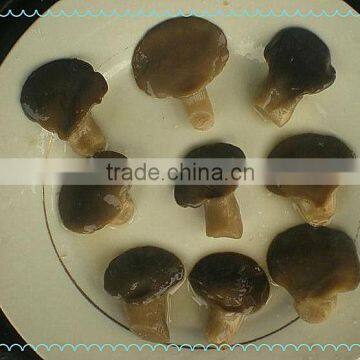 high quality grey pleurotus ostreatus