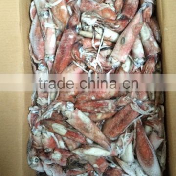 Frozen BQF loligo squid chinensis from china fish seafood exporter