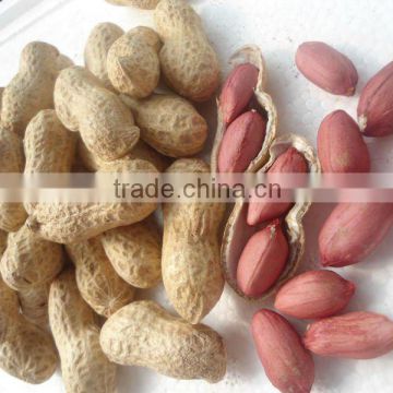 Junan bulk raw peanut in shell