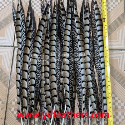 Lady Amhurst Pheasant Tail Feather From China For Wholesale