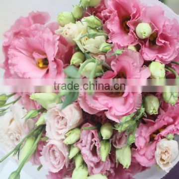 Alibaba china hotsell fresh cut flower eustoma lisianthus