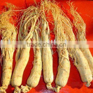 Panax Ginseng