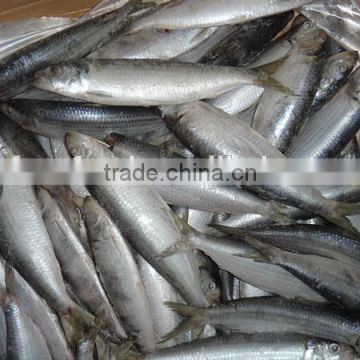 tropical fish exporters of sardine