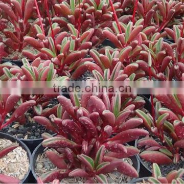 Peperomia graveolens decorative plants echeveria, succulent plants, tropical plants
