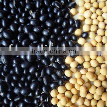 black &yellow soya bean 2010