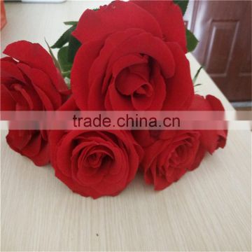 Big bud flower fresh red rose flower export for Valentines Day gifts