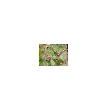 Chaste Berry Extract/Vitex rotundifolia/Vitexin