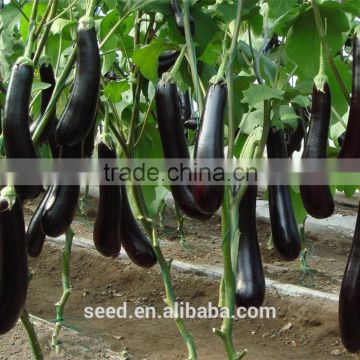 2014 F1 hybrid eggplant seeds for planting