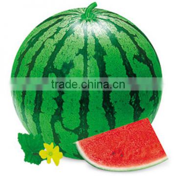 Green Stripes Round Watermelon Fu Mi No.1
