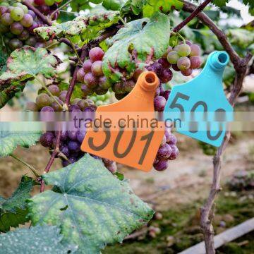 medium size TPU vineyard special usage of female ear tags only