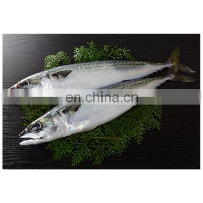Best quality Pacific ocean Frozen Japanese mackerel fish