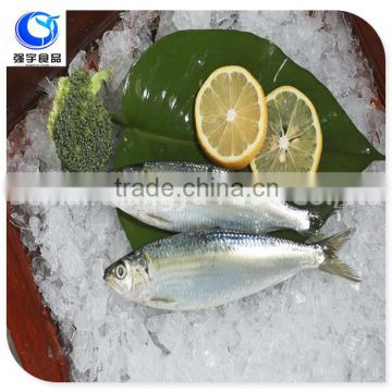Frozen Seafood Sardine Fish best selling products