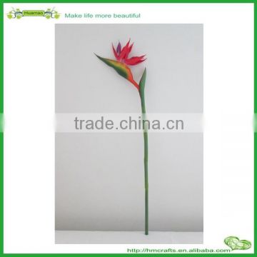 Excellent quality new coming bird of paradise plant for sale