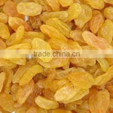 Grade AA Sweet golden yellow raisin free sample