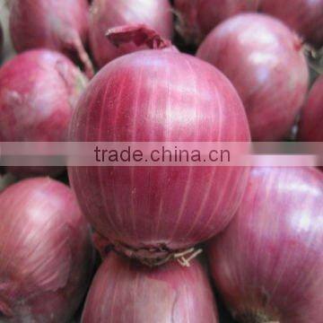 sell big Onion in china