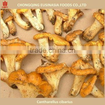 gloden chanterelle mushroom with competitive price