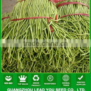 NBE06 Nanxiang 60 days, 40-55cm long op bean seeds for sale