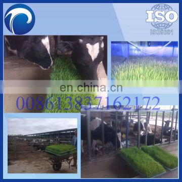 promotion barley fodder/hydroponic barley breeding system