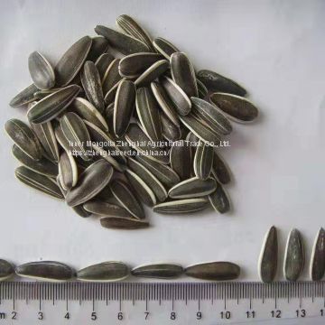 new crop sunflower seed  of type 601
