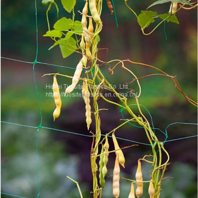 Agro Farming plastic net bean and pea plant support net tomato climbing net