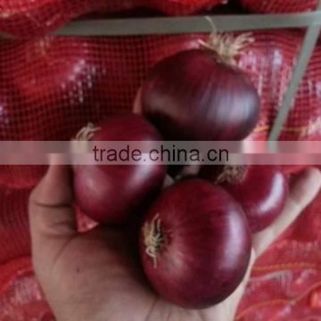 red Egyptian onion
