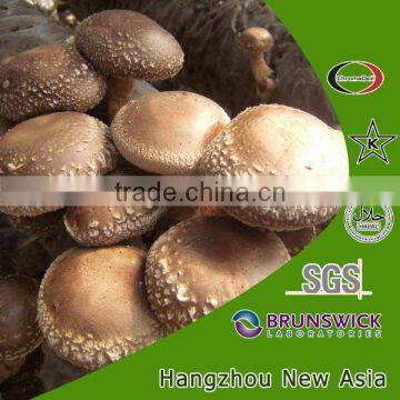 High quality Natural Beta 1,3/1,6 D Glucan, Shiitake Mushroom glucan