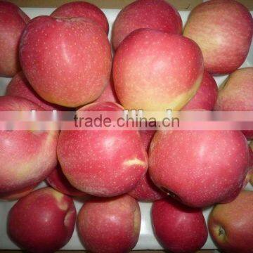 fresh gala apple(hot)