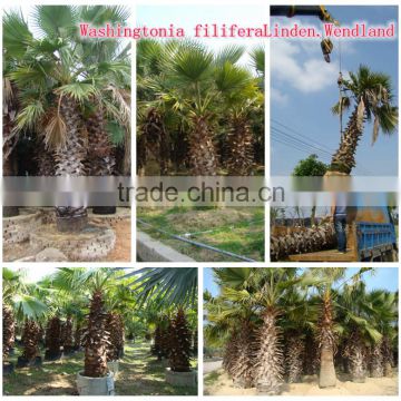 natural outdoor green decrotive ornamental landscaping palm trees plants