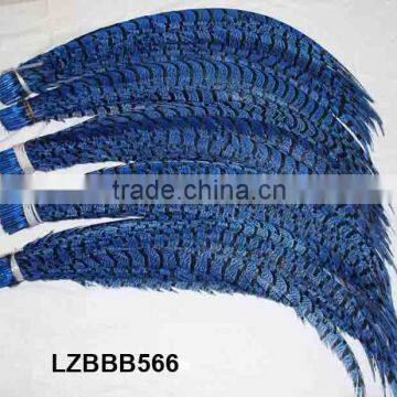 Blue Lady Amherst Center Pheasant tail feather LZBBB566