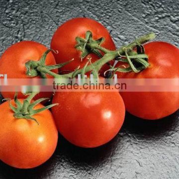 bulk aseptic tomato paste