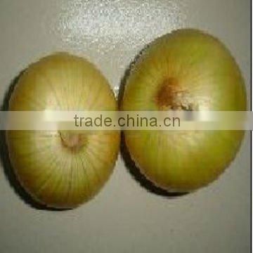 fresh yellow Onion in china