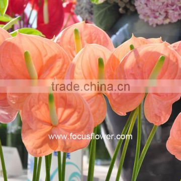 Fresh Promotional Pink Anthurium Fresh Cut Anthurium In Pot With Long Lasting Life